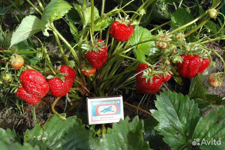 Клубника Гигантелла усы