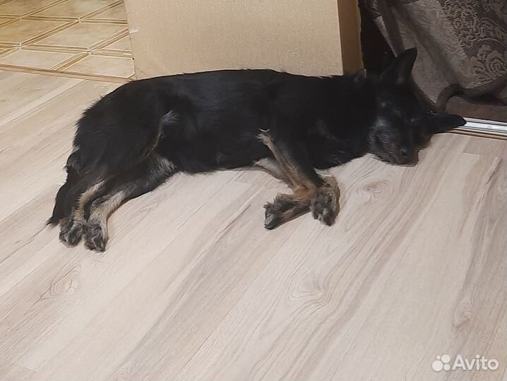 Отдам в добрые руки