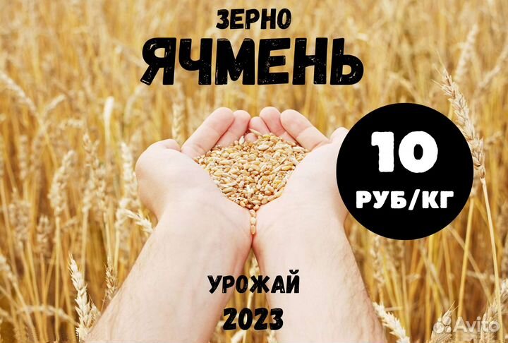 Зерно Ячмень