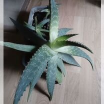 Алоэ лечебный