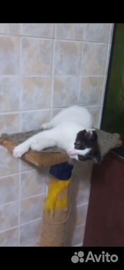 Котенок в добрые руки