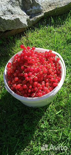 Смородина, малина, черноплодная рябина ягоды