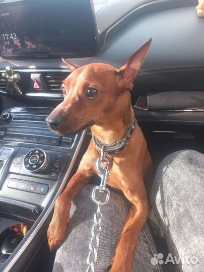 Цвергпинчер