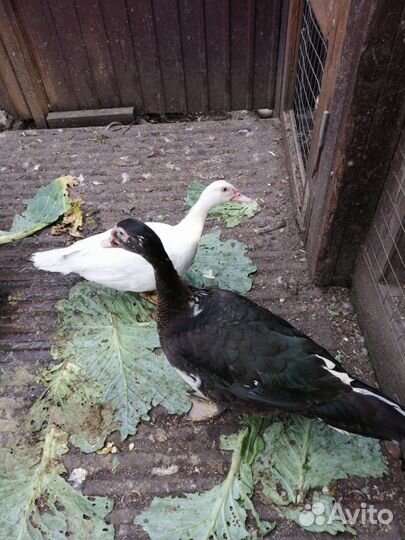 Продам селезня индоутки