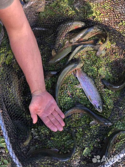 Молодь Форели живая подрощенная