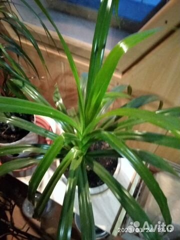 Пальма Панданус