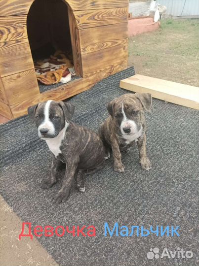 Продажа щенков Амстаффа