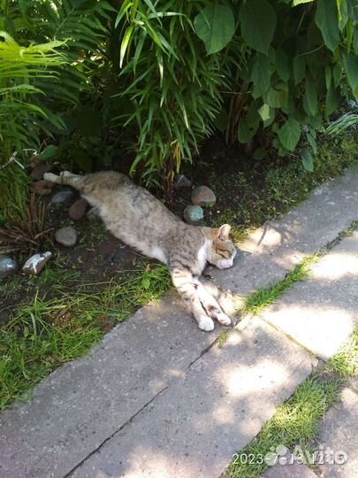 Отдам кота в свой дом