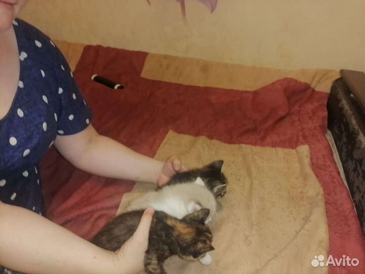 Котята в добрые руки бесплатно