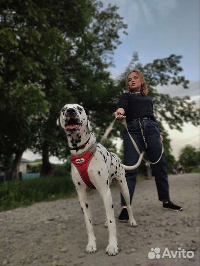 Долматинец