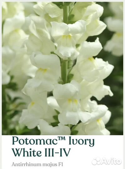 Рассада львиного зева Potomac