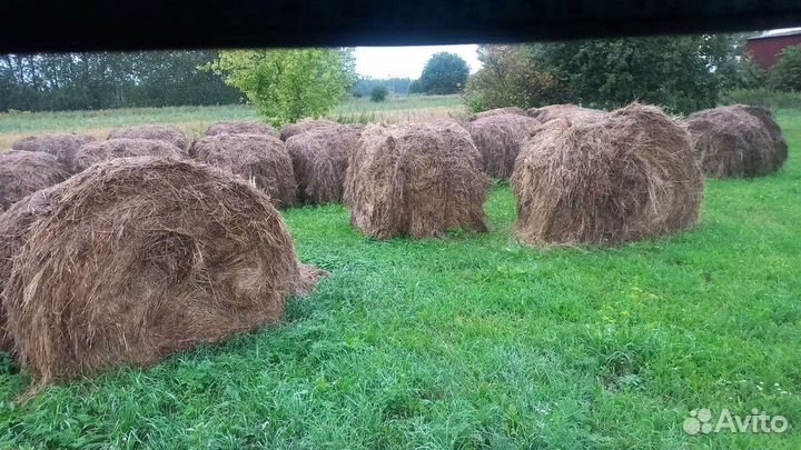 Сено в тюках
