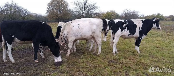 Быки на мясо живым весом