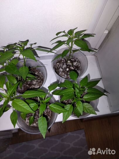 Перец декоративный съедобный