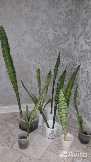 Полезное растение, кислород вырабатывает