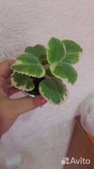 Плектрантус