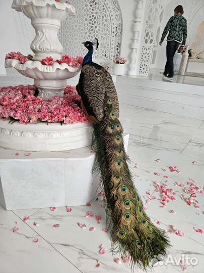 Животные на праздник. Пони, кролики, минипиги и др