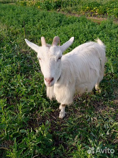 Продам коз и козла