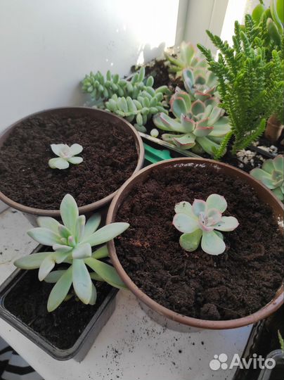 Флорариум суккуленты