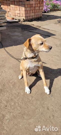 Собаки бесплатно в добрые руки щенки