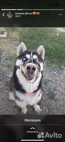 Сибирский хаски