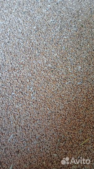 Зерно пшеница