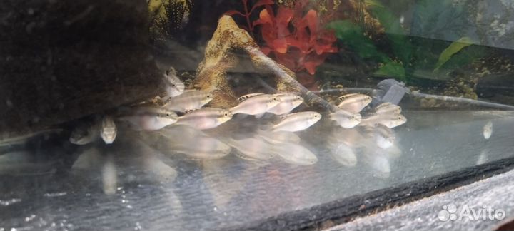 Аквариумные рыбки попугай