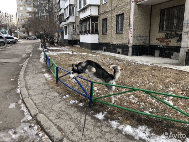 Вязка кабеля хаски