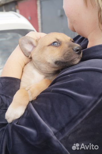 Щенок мальчик в добрые руки