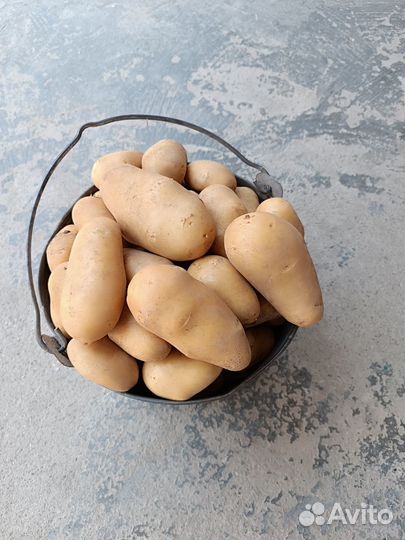 Продам картофель андрета