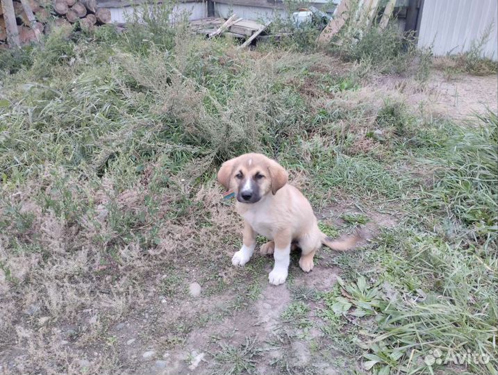 Собака в добрые руки щенок кобелек 3 месяца