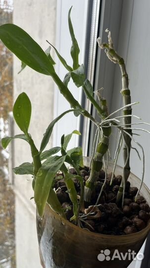 Орхидея,Дендробиум