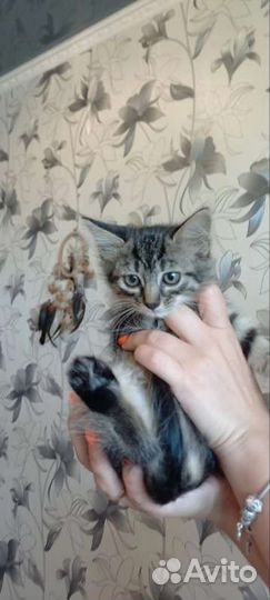 Котёнок в дар