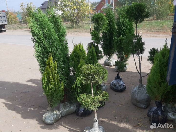 Туя брабант смарагд колумна