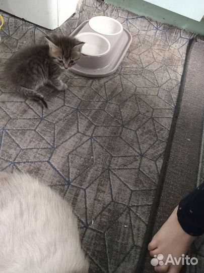 Домашние котята