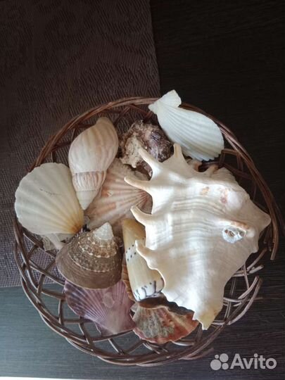 Наборы разных ракушек в корзине
