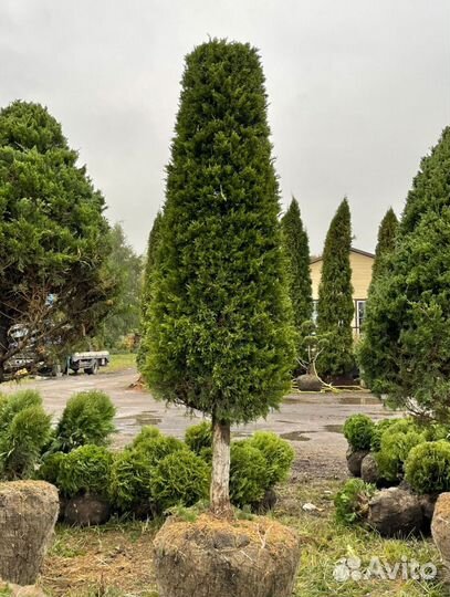 Можжевельник формированный виргинский