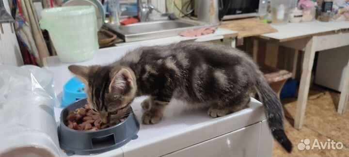 Котенок в добрые руки