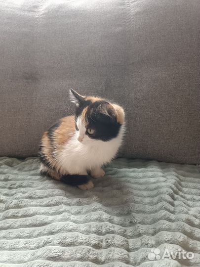 Кошка в дар бесплатно