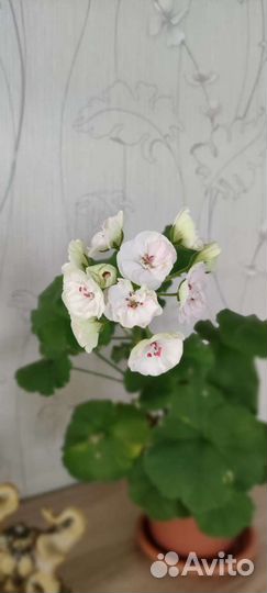 Пеларгония ес-Императрица