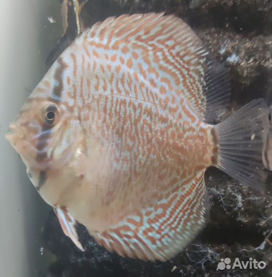 Пантера дискус