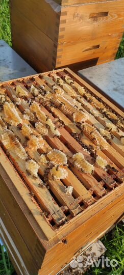 Пчелопакеты Карника