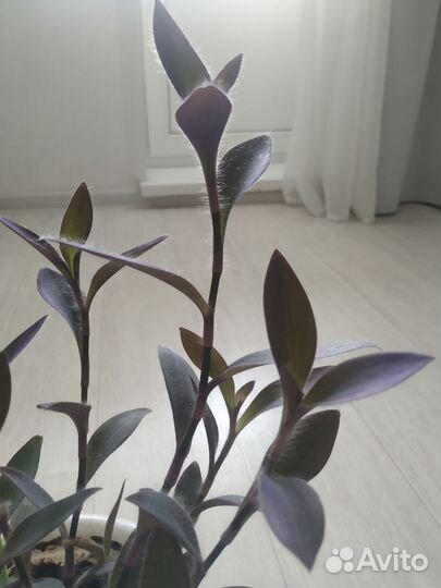 Сеткрезия пурпурная