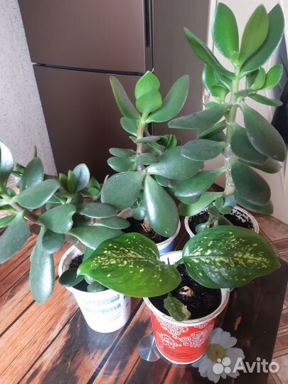 Комнатные домашние цветы