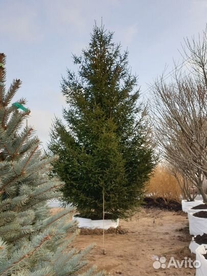 Ель обыкновенная - extra качество Высота от 300см