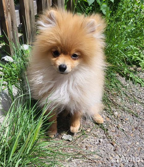 Щенки шпица