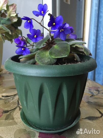 Фиалки, спатифиллум и алоэ. самовывоз