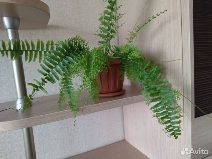 Папоротник нефролепис