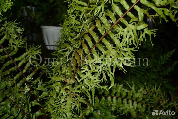 Нефролепис Т 02, полиподиум fallax