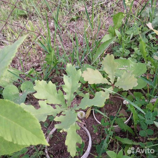 Саженцы Дуба